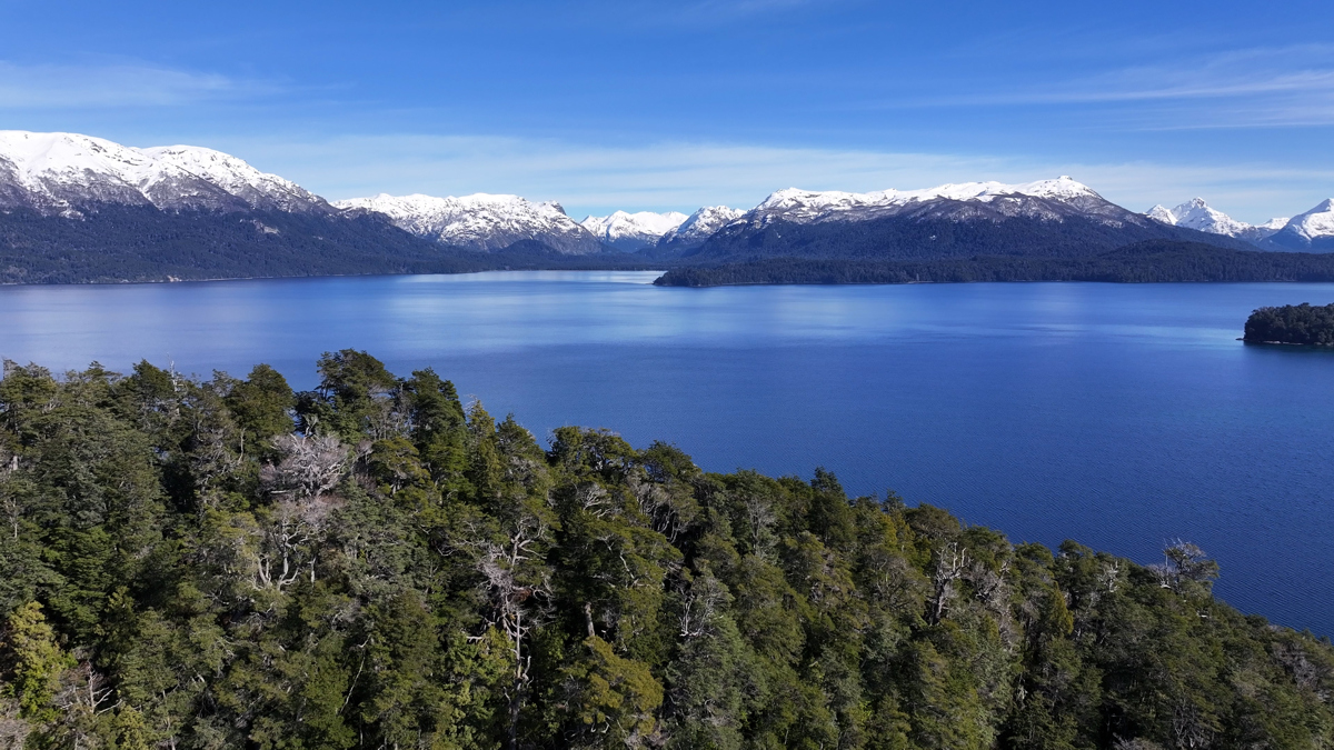 Trees Chile